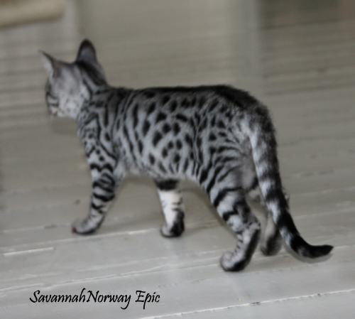 SavannahNorway Epic Silver spotted Savannah cat Photo: Camilla Hesby Johnsen